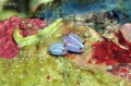   Nudi Family  